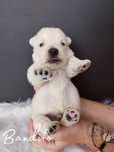 West highland  white terrier FCI ZKwP