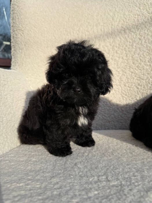 Мальтипу цуценятка