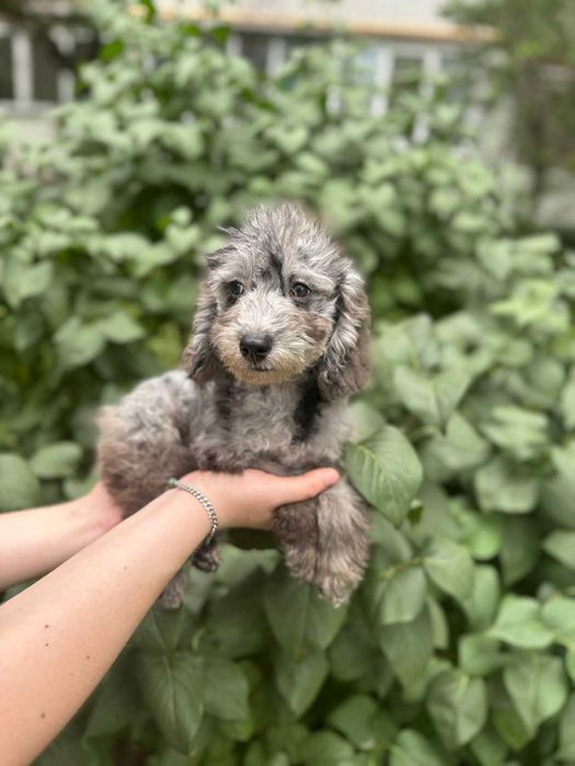 Мальтипу мраморный мальчик