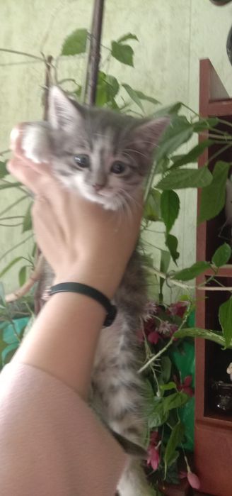 Маленький котенок даром. Котята бесплатно. Котик даром. Кот.