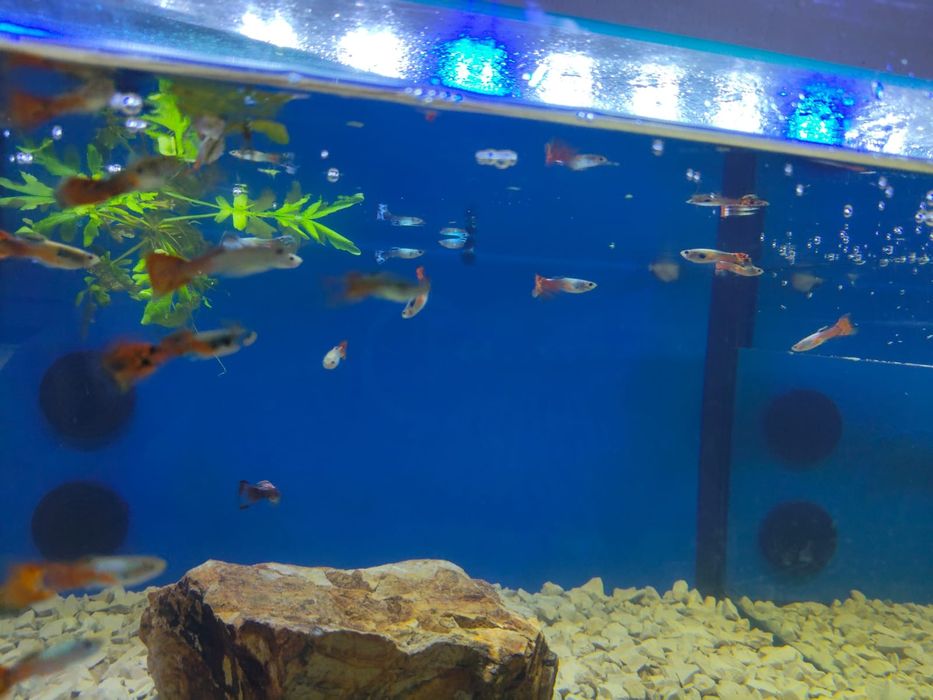 Guppys várias cores