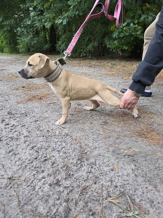 Pitbull,APBT,American pit bull terrier