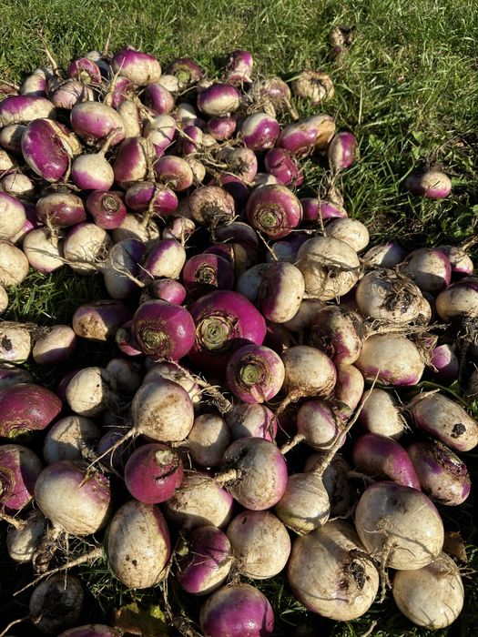 Rzepa jadalna różowo-biała – ekologiczna.