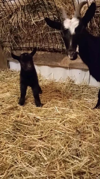 Sprzedam młodego koziołka