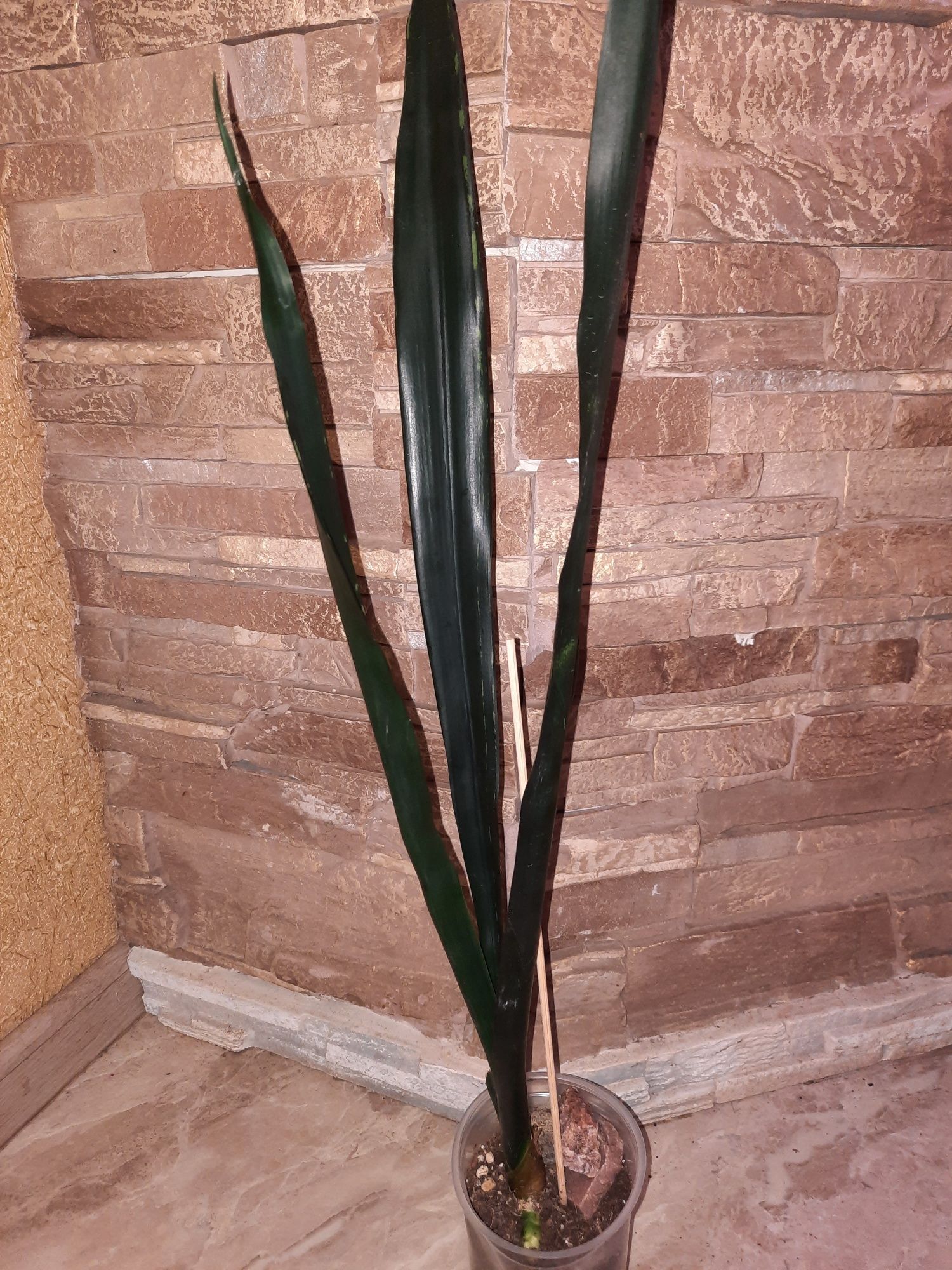 Сансевієрія.Сансевиерия.Sansevieria