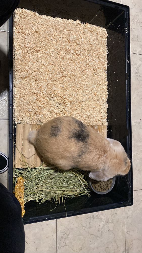 Coelha Holland Lop e Gaiola