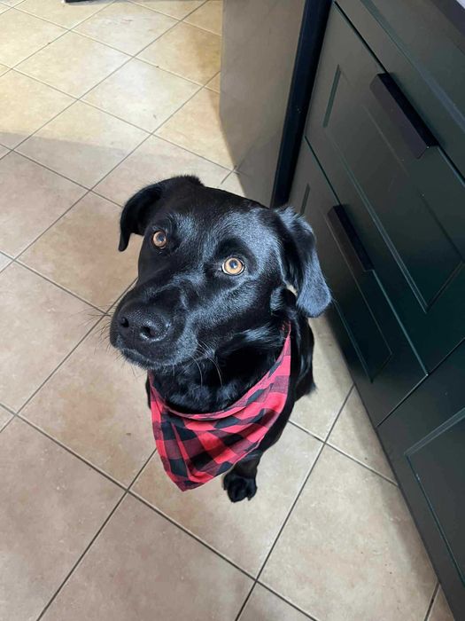 Pilnie szukamy doświadczonego domu dla cudownego pieska