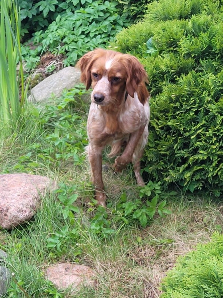 Spaniel Bretoński (Epagneul Breton)FCI