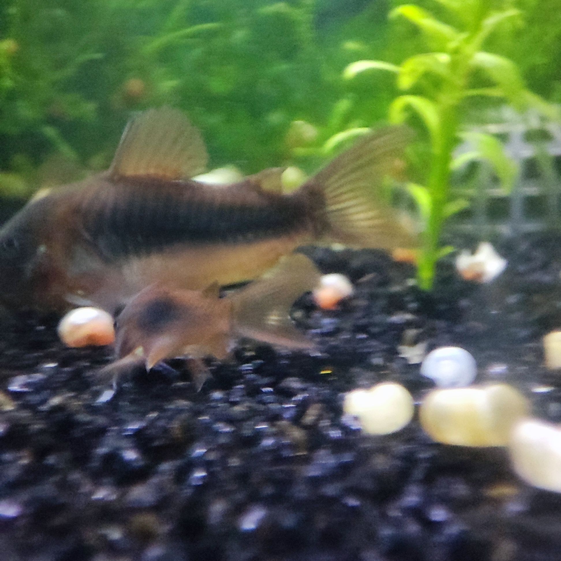 Corydoras Bronze Juvenis