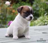 Jack Russell Terrier - suczka z rodowodem ZKwP