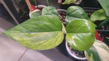 Epipremnum Manjula Golden