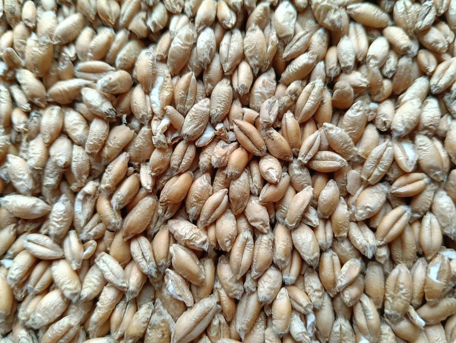 Pszenzyto 880.0397.48