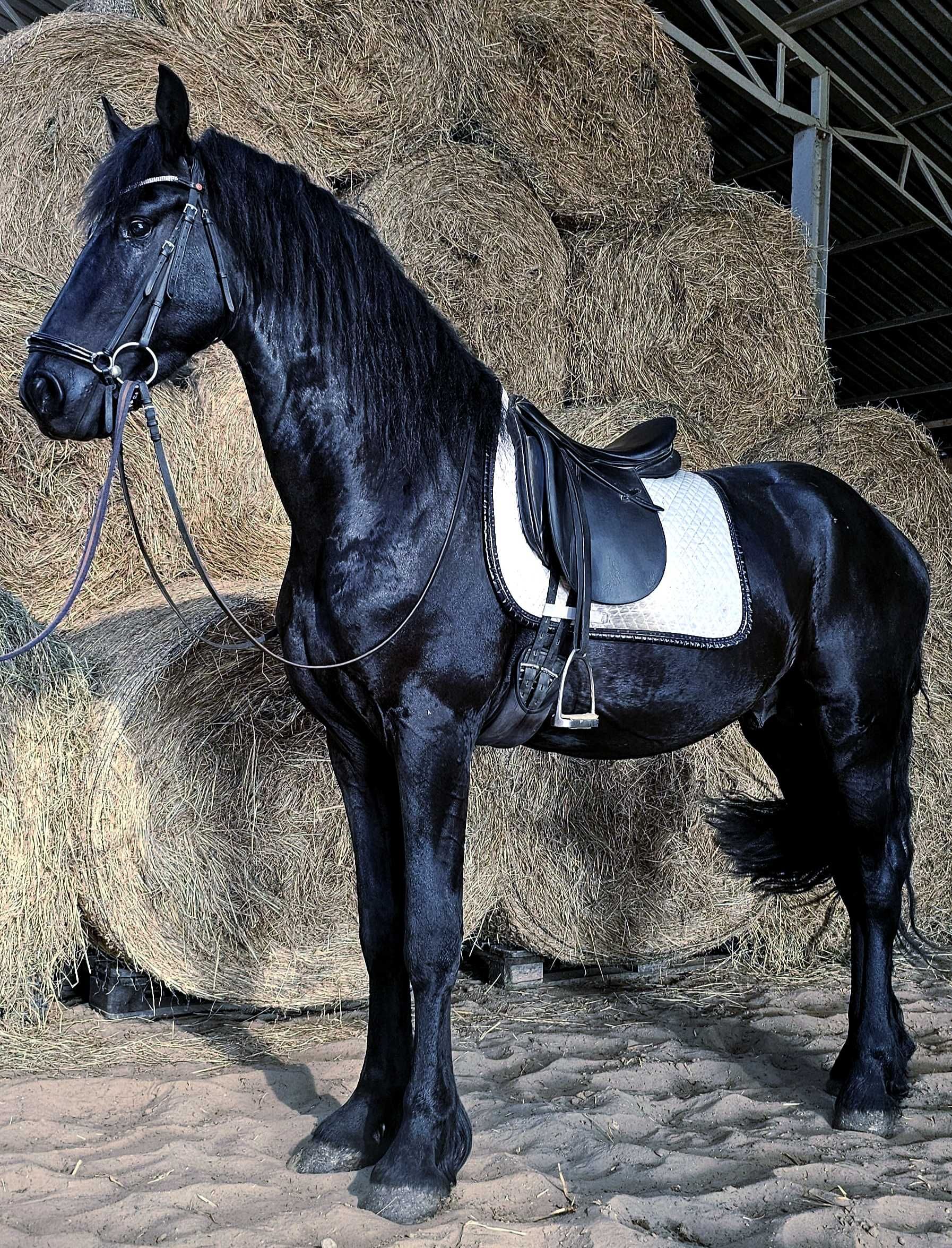 Venom ogier 170cm 3,5 kon fryz fryzyjski glowna ksiega stadna siodlo