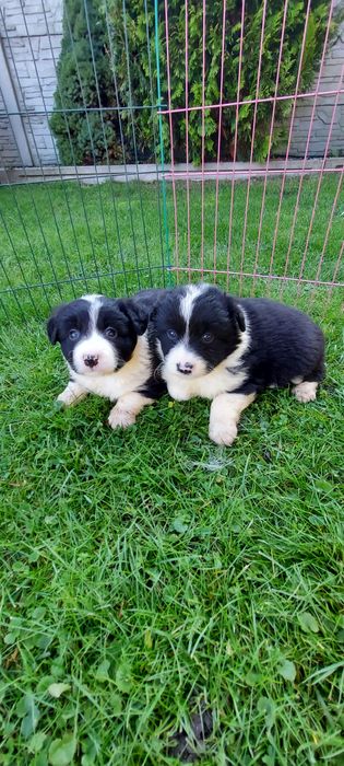 Border collie szczeniak!