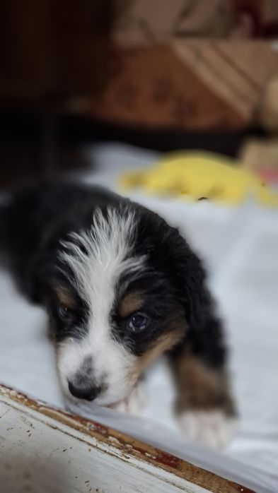 Бернский Зеннехундер.Девочка.