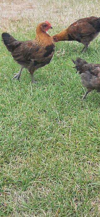 Kogutki zielononóżki,z sierpnia 2025 ,zielononóżka kuropatwiana,