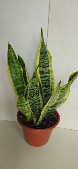 Planta Espada de São Jorge em Vaso 15 cm