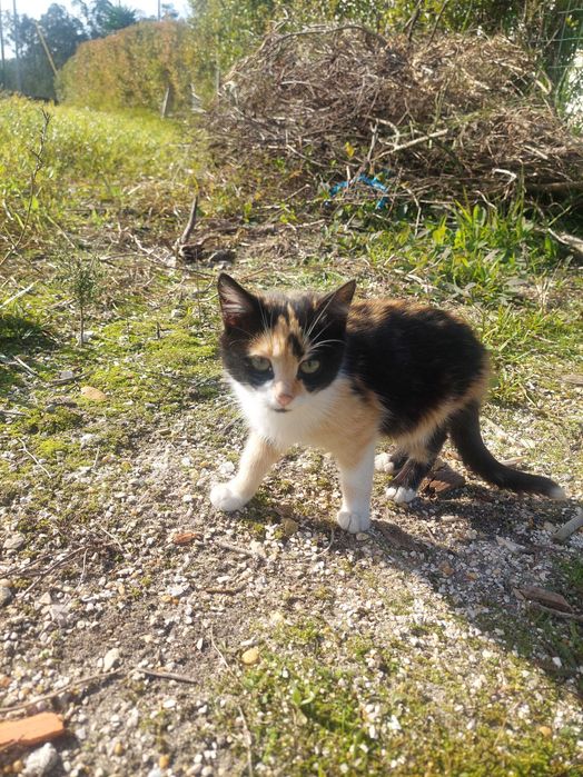 Gatos para adoção responsável