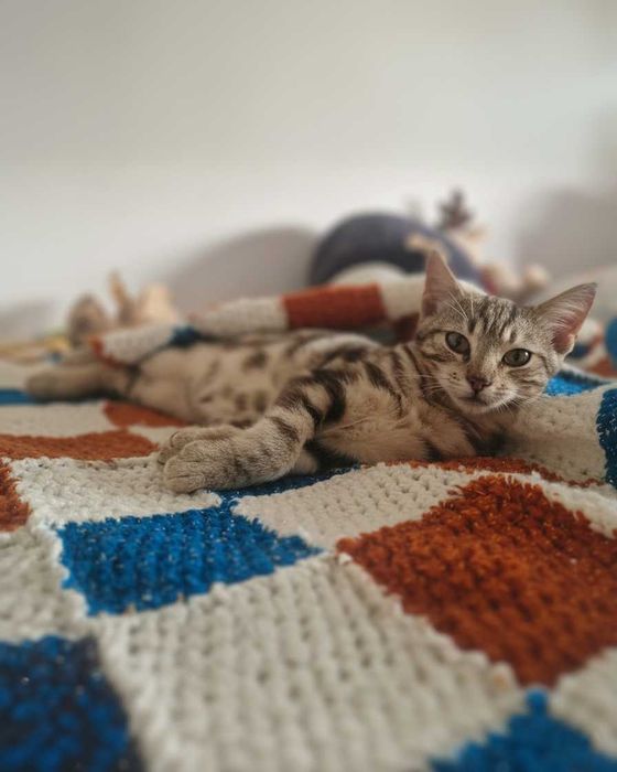 Setúbal / Margem Sul / Lisboa — ZÉ CLÁUDIO, gatinho para adoção