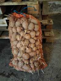 Ziemniak sadzeniaki
