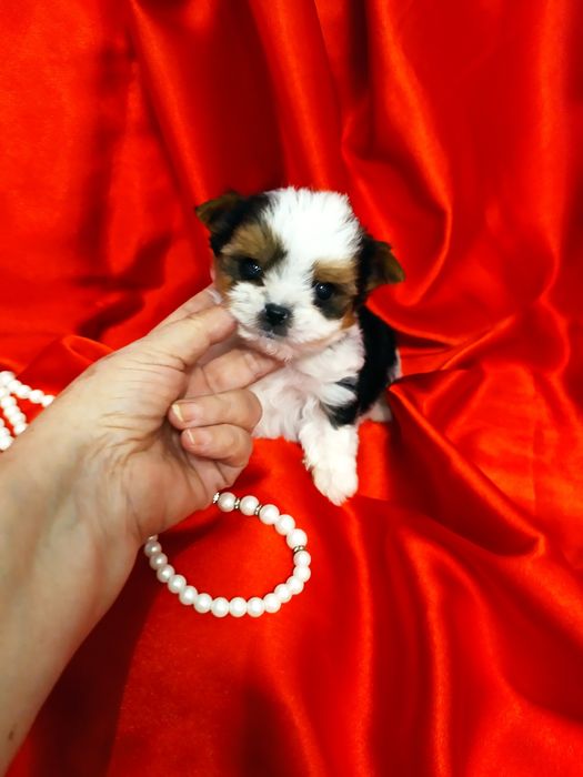 Bardzo maleńki samczyk z metryką ZkwP/FCI Biewer Yorkshire terrier.