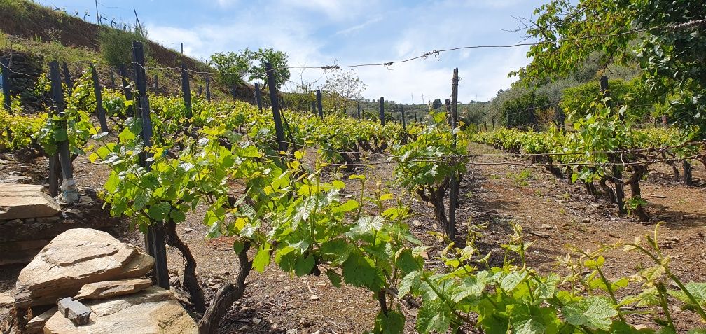 Vinha no Douro para venda