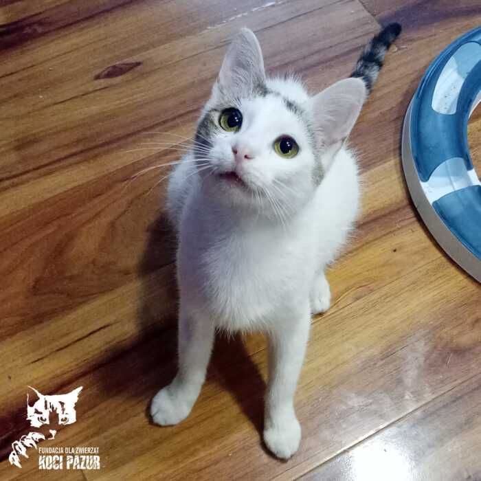 Anielka - kotka, kicia, kotek, kot do adopcji