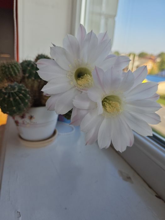 Кактуси дуже гарно цвітуть