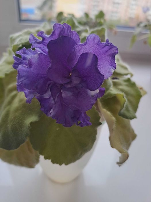 Фіалка АВ-Бандерас