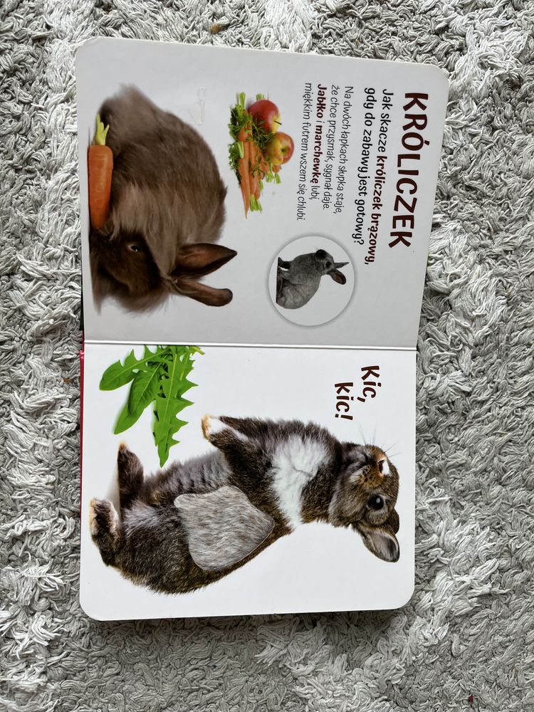 Pogłaszcz domowe zwierzątko