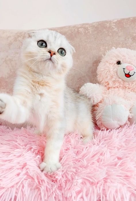 Шотландський котик Срібляста шиншилка