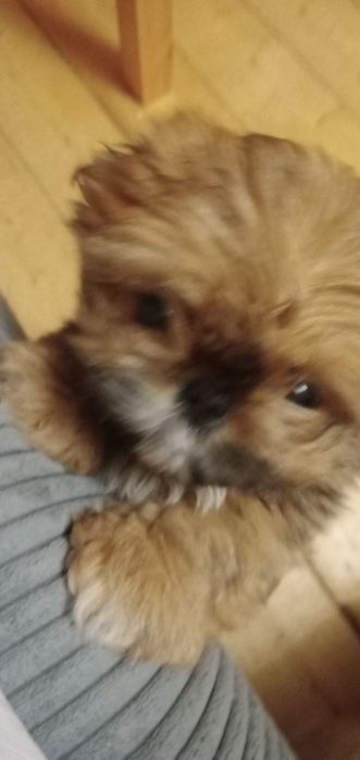 Продам ши-тцу разных возрастов