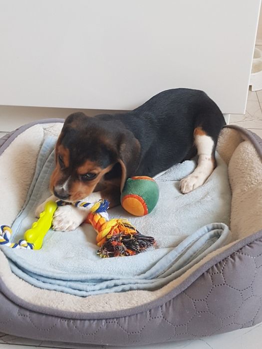 Beagle tricolor "FADO"