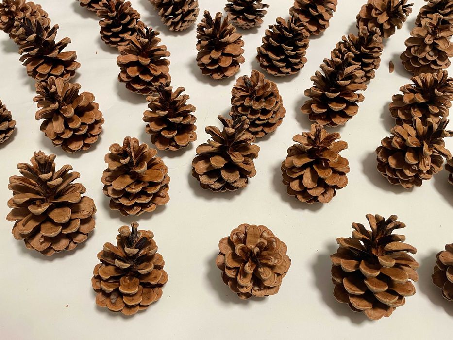 Szyszki - duże ładne szyszki, do dekoracji