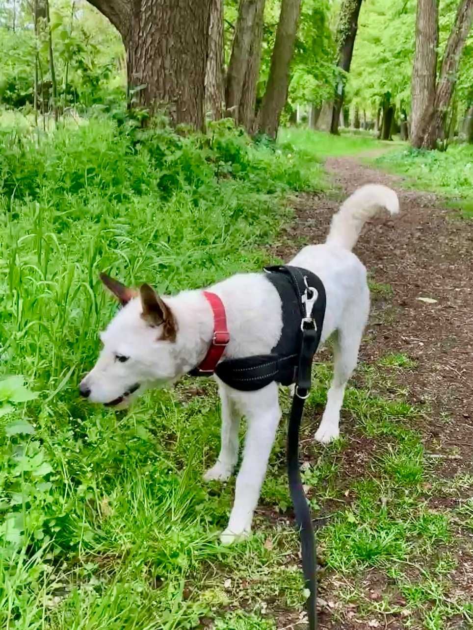 Molly, piękna suczka poleca się do adopcji.