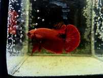 Bojownik hmpk Hellboy