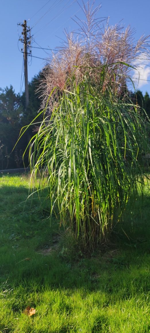 Trawa Miskant Zebrinus i inne duże sadzonki