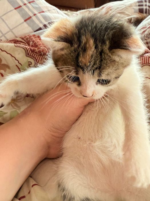 Котики в добрі руки
