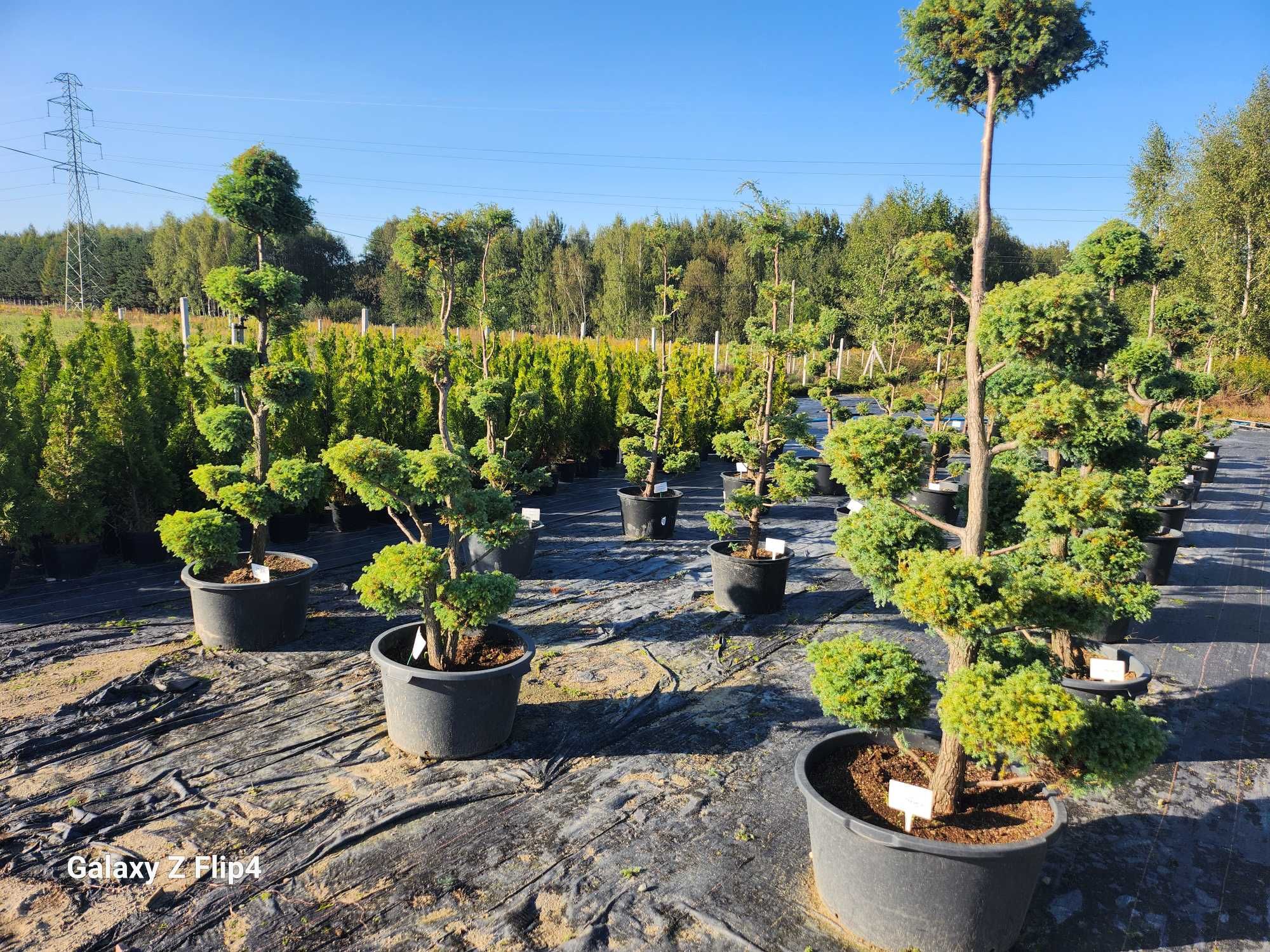 Bonsai drzewo formowane , cyprys