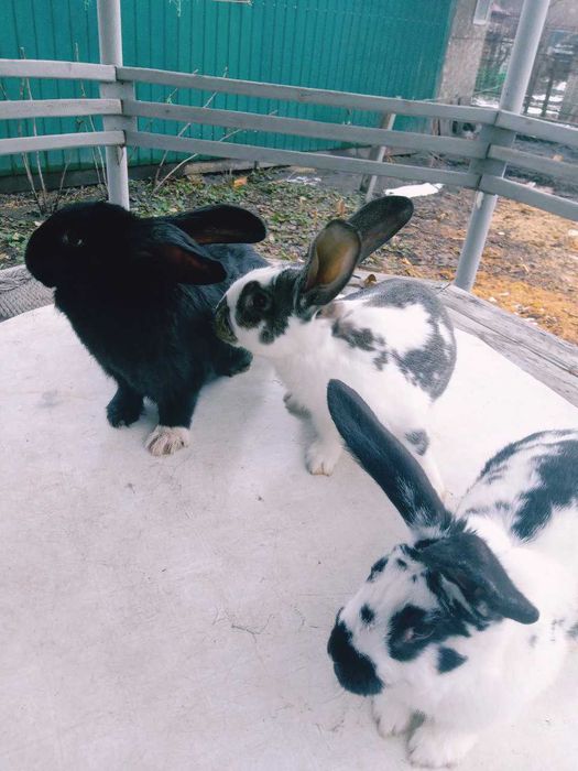 Кролики строкач та білий великан