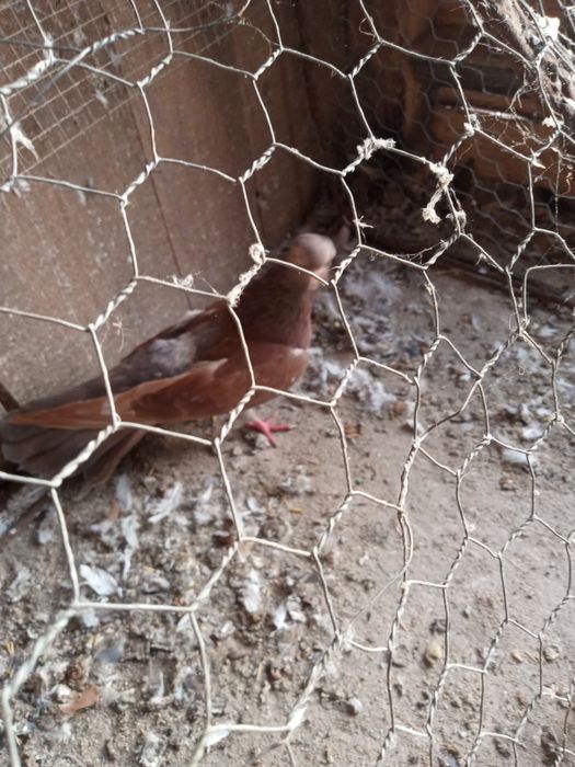 Gołębie zamojskie -zamiana