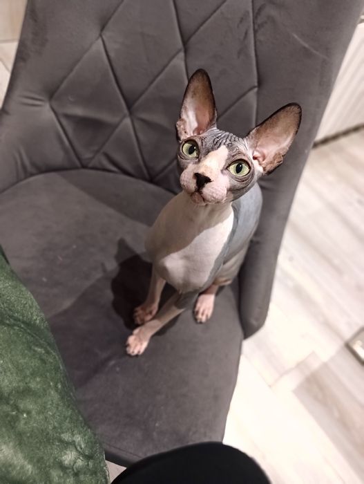 Kotka Sfinks kanadyjski FPL