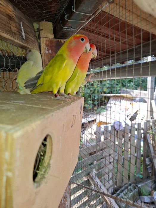 Diis casais de agapornis para cedencia