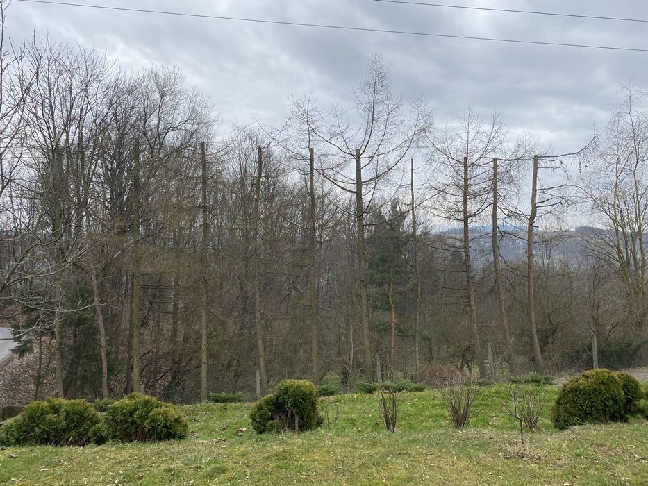 Wycinka przycinka ,czyszczenie drzew ,usługi rębakiem ,koszenie traw !