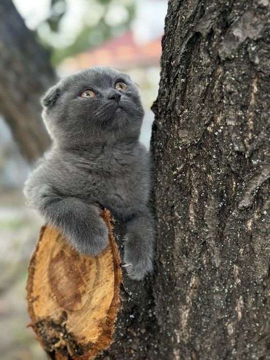Продам шотландско весловухих котят