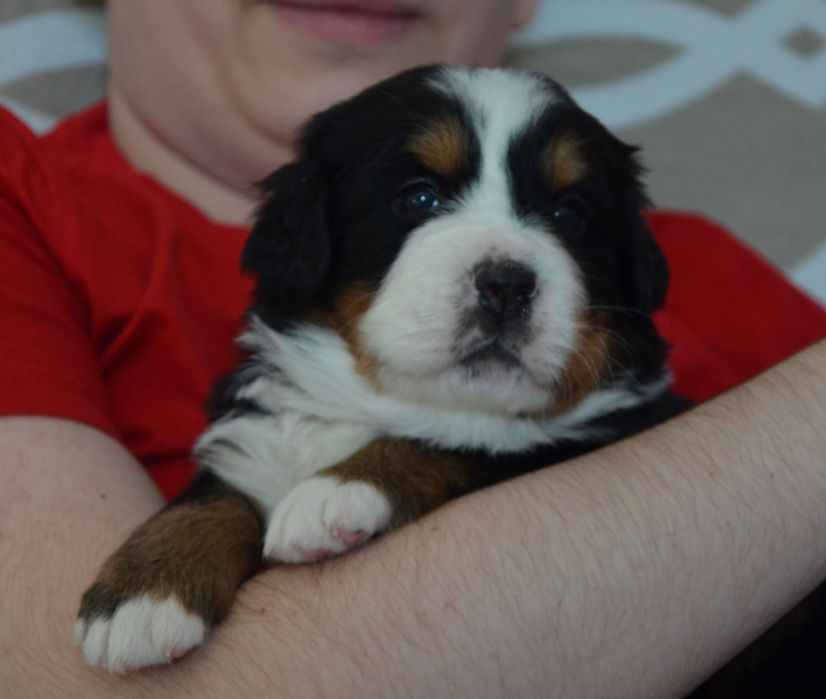 Berneński Pies Pasterski