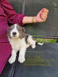 Piesek border collie