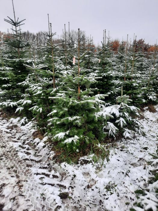 JODŁA KAUKASKA  świerk Premium