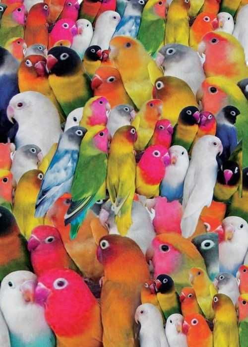 Vendo aves bebés dóceis