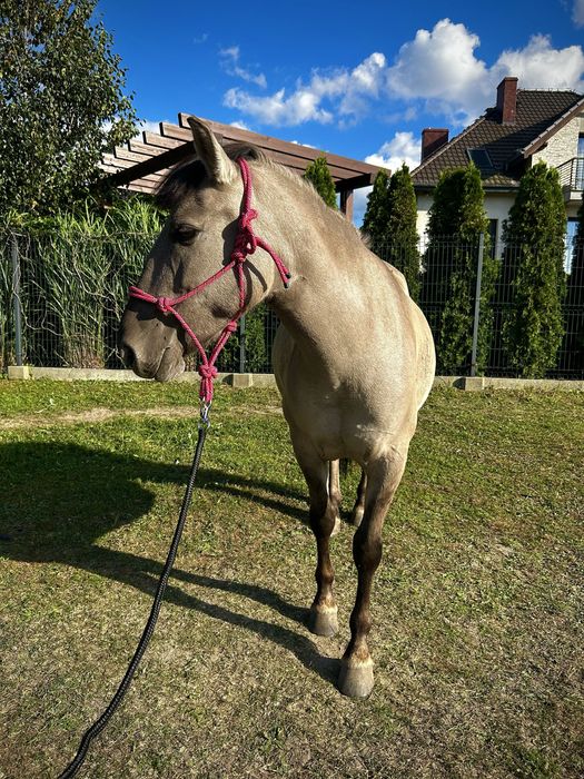 Sprzedam 6 letnią klacz kp